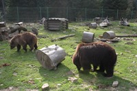 Medvede v rehabilitačnom centre